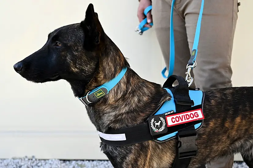 Trained On Smelly Socks, Medical Detection Dogs Able To Sniff Out Covid