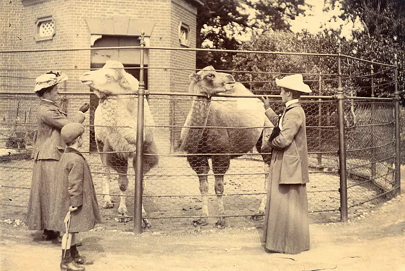 Dublin Zoo Celebrating Its 190Th Anniversary