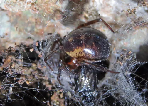 Warning Issued Over False Widow Spiders In Ireland
