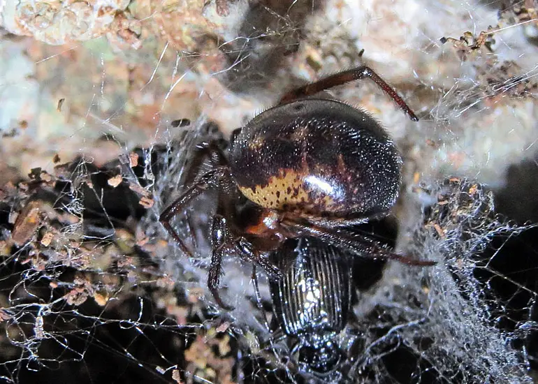 Warning Issued Over False Widow Spiders In Ireland