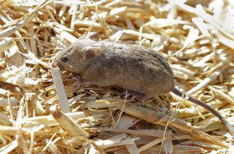 Plague Of Mice Threatens Huge Tracts Of Land In Australia