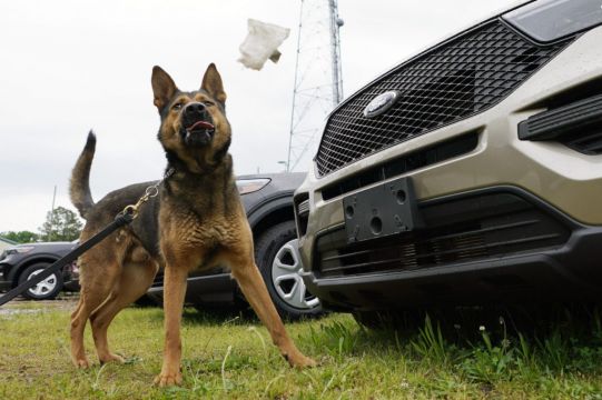 Police Dogs’ Noses Out Of Commission Thanks To Drug Law Change