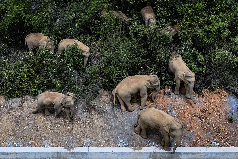 China Tries To Keep Elephant Herd Out Of City Of 7 Million