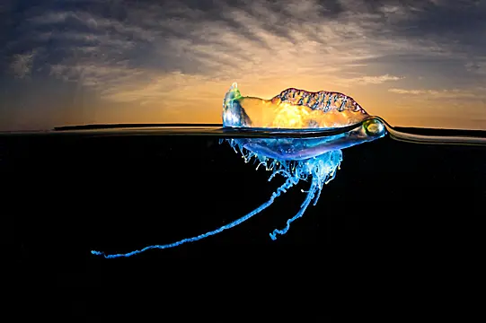 Best Shots From Nature Ttl Photographer Awards