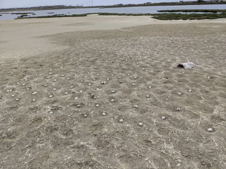 3,000 Eggs Abandoned After Drone Scares Birds In California