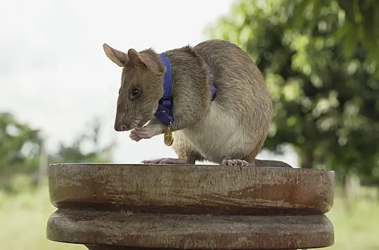 Landmine-sniffing rat Magawa retires after years of life-saving work in ...
