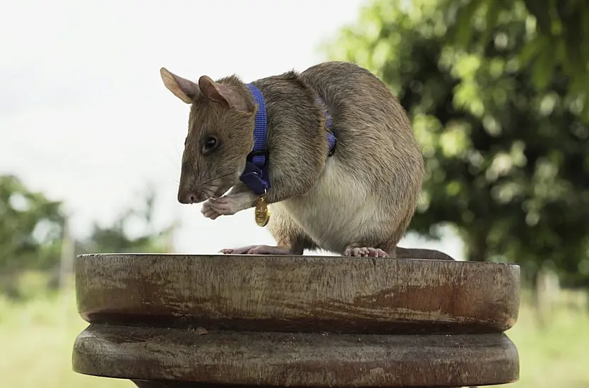 Landmine-Sniffing Rat Magawa Retires After Years Of Life-Saving Work In Cambodia