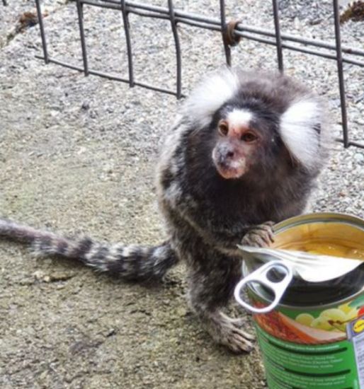 Monkey Reunited With Family After Being Found At Train Station In Scotland