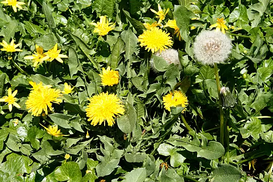 A Garden Designer Explains Why We Should Learn To Love Weeds