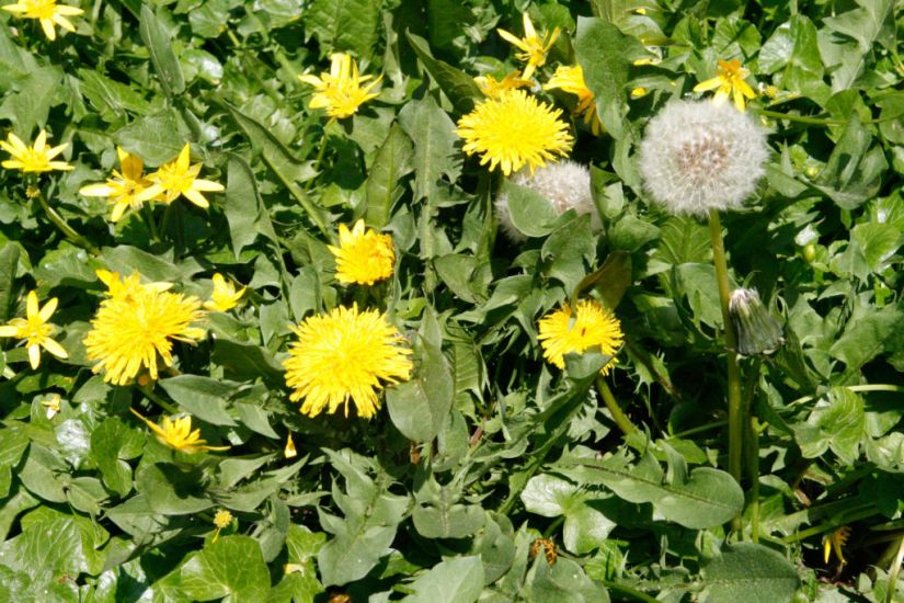 A Garden Designer Explains Why We Should Learn To Love Weeds