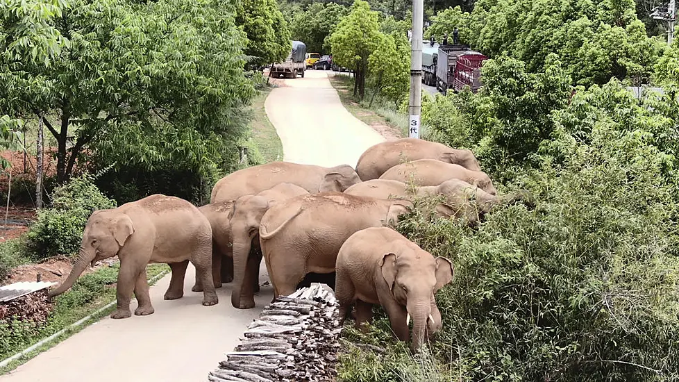 China’s Wandering Elephants Become Global Stars