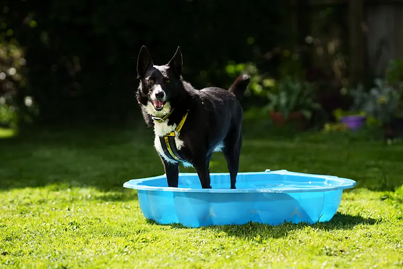 Protect Dogs From Hot Weather Dangers, Charity Warns