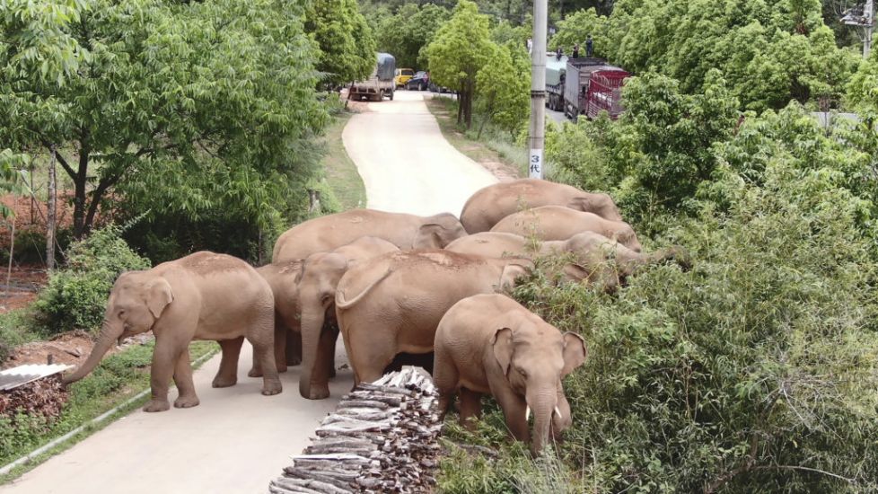 China’s Wandering Elephants On The Move Again
