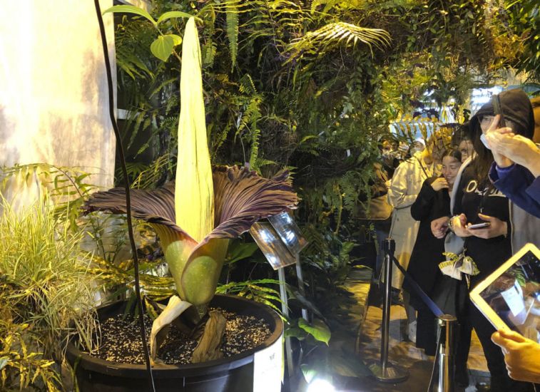 Endangered Corpse Flower Blooms In Warsaw