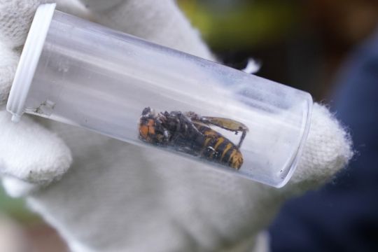 Scientists Discover First ‘Murder Hornet’ Of The Year In Us