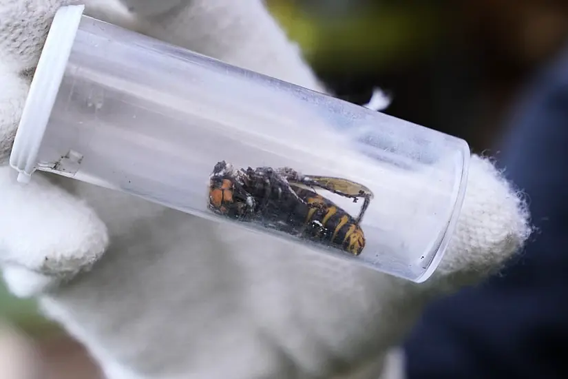 Scientists Discover First ‘Murder Hornet’ Of The Year In Us