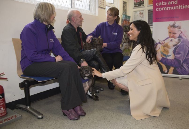 Meghan Thanks Animal Lovers For Supporting Welfare Charity