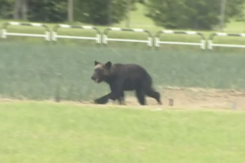 Four Hurt And Flights Disrupted As Bear Goes On The Rampage In City