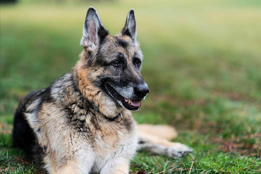 Bidens announce death of 'first dog' Champ