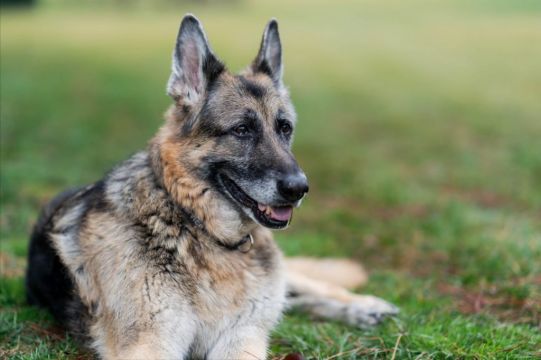 Bidens Announce Death Of 'First Dog' Champ