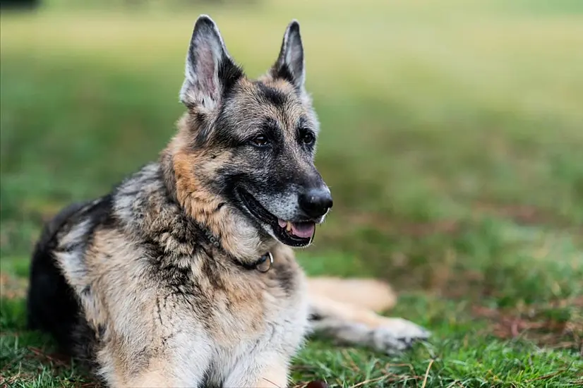 Bidens Announce Death Of 'First Dog' Champ