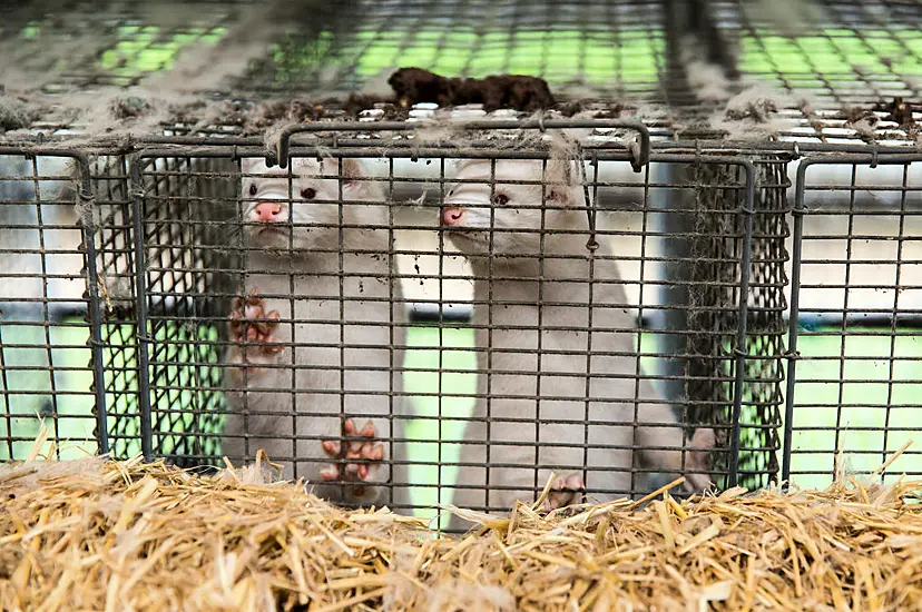 Cabinet Set To Approve Fur-Farming Ban From 2022