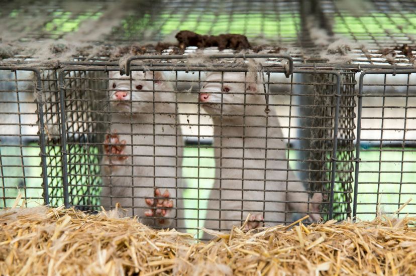 Cabinet Set To Approve Fur-Farming Ban From 2022