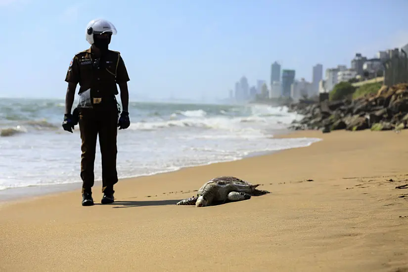 Turtle Carcasses Wash Ashore In Sri Lanka After Ship Fire