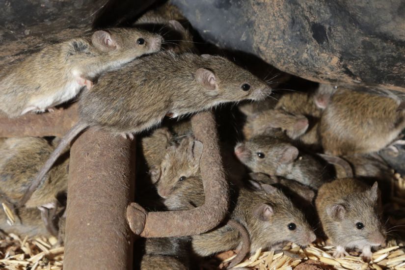 Australian Prison To Be Evacuated After Mice Move In