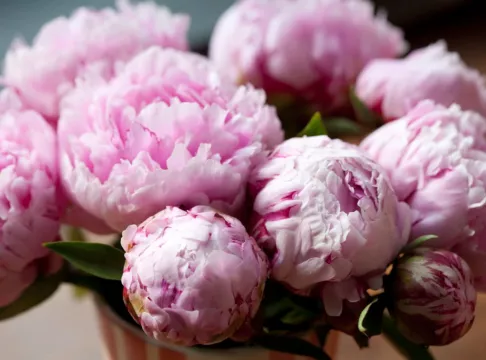 Five Places To See Amazing Peonies In The Uk And Ireland