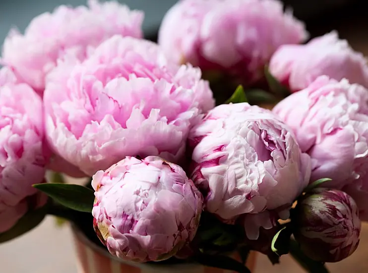 Five Places To See Amazing Peonies In The Uk And Ireland