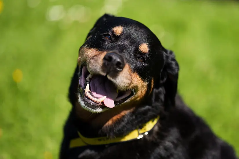 Dog Abandoned On Cctv Footage At Christmas Still Seeking Forever Home