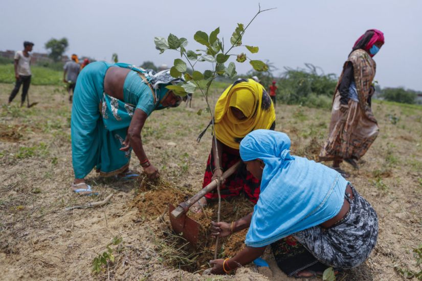 India Planting 250M Saplings In Fight Against Carbon Emissions