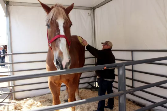 Big Jake, The World’s Tallest Horse, Dies Aged 20
