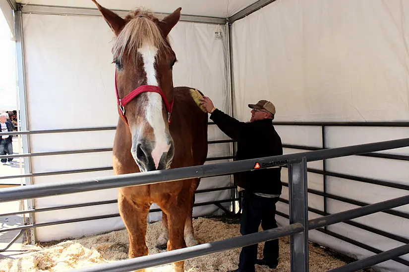 Big Jake, The World’s Tallest Horse, Dies Aged 20