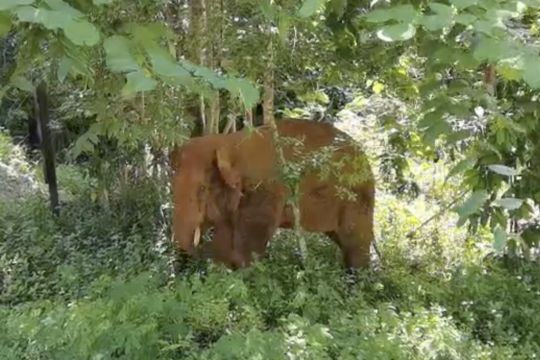 One Of China’s Wandering Elephants Is Returned To Nature Reserve