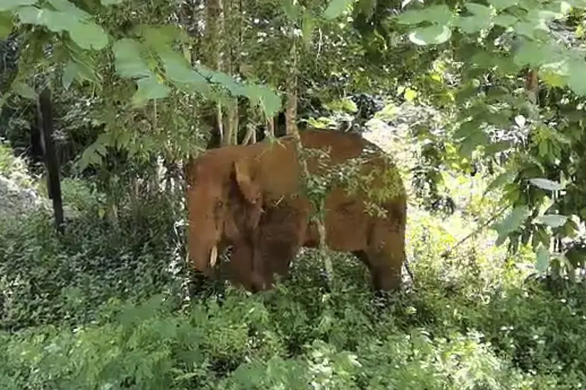 One Of China’s Wandering Elephants Is Returned To Nature Reserve