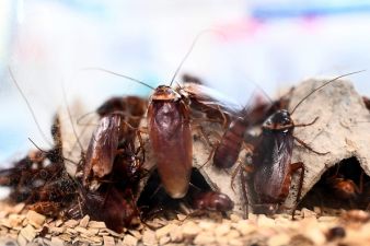 Dublin Takeaway Forced To Close After Cockroach Infestation Found