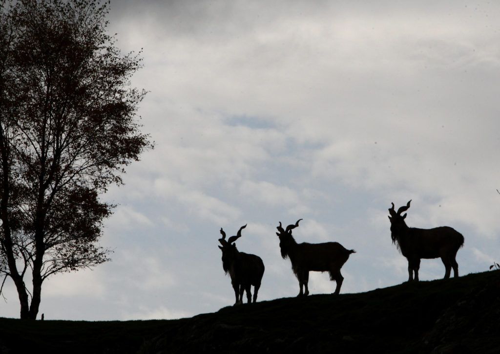 Goat lottery planned to protect Hawaii historic park