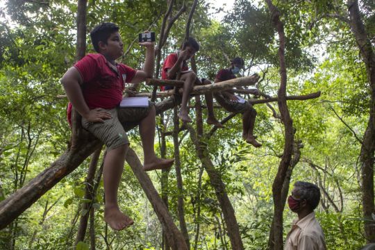 Children In Sri Lanka Climb Trees To Access Online School