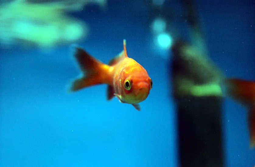 Giant Goldfish Turn Up In Us State’s Ponds And Lakes