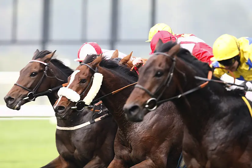 Thousands Of Irish Trained Horses Slaughtered In Uk Abattoirs, Investigation Claims