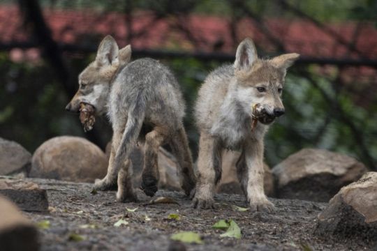 Mexican Wolf Breeding Programme Gets Boost From Zoo