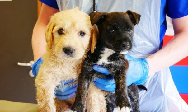Puppies Rescued From 20-Degree Heat In Back Of Van Bound For Uk