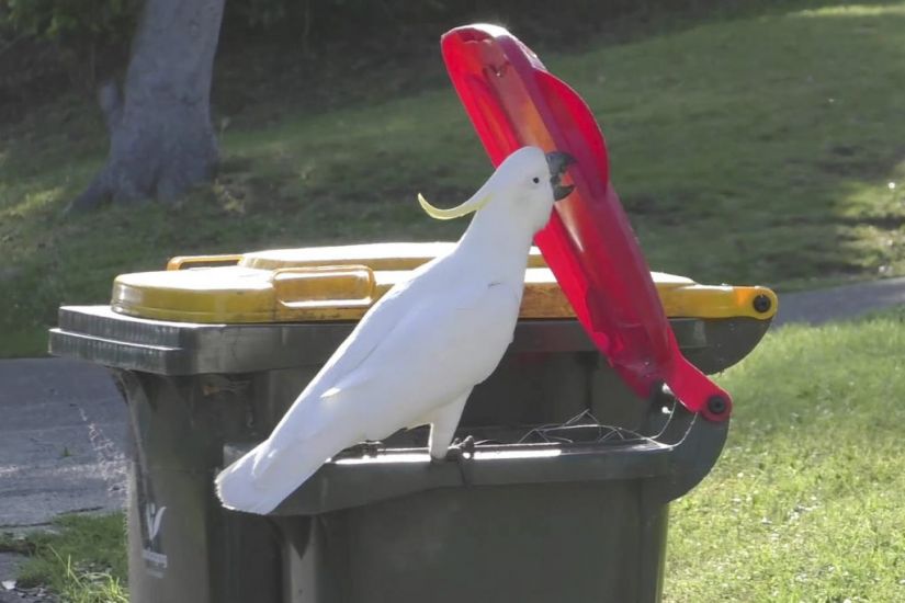 Crafty Cockatoos Master Bin-Diving Moves – And Teach Them To Peers
