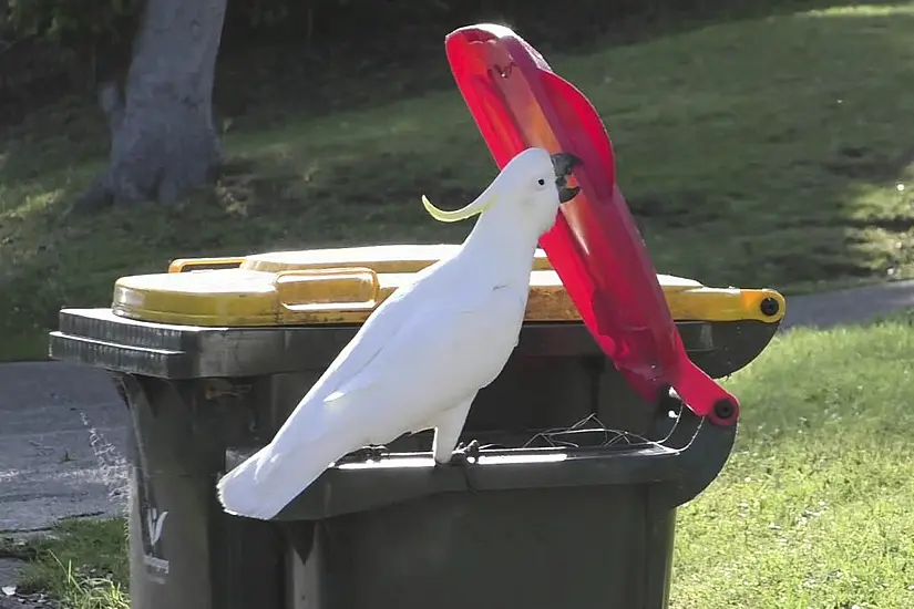 Crafty Cockatoos Master Bin-Diving Moves – And Teach Them To Peers