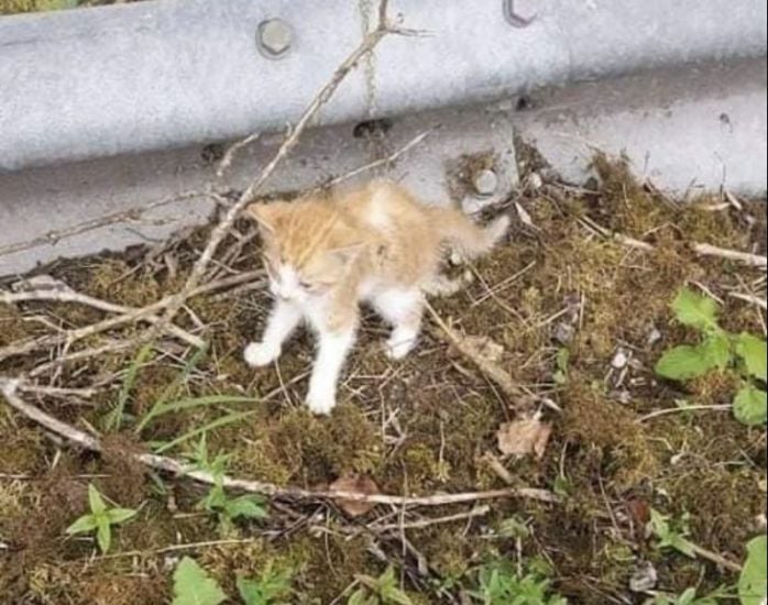 Kittens Found Injured And Covered In Maggots After Being Dumped On Cork Road