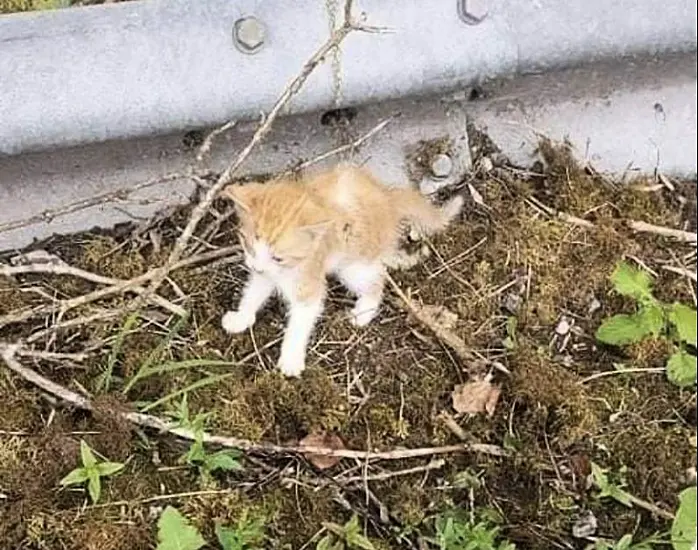 Kittens Found Injured And Covered In Maggots After Being Dumped On Cork Road