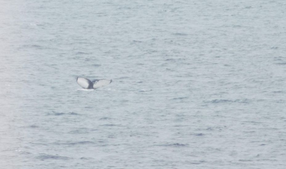 New Humpback Whale ‘Orion’ Sighted For First Time In Irish Waters