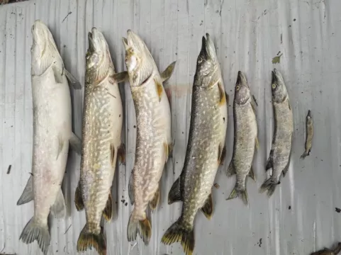 Largest Fish Kill Of Year Linked To Heatwave's Water Temperatures
